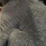 KUMAの画像