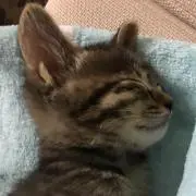 ぷったの画像