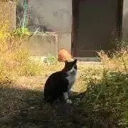 ｎｅｋｏの画像