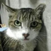 チィちゃん