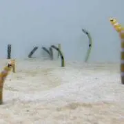 はむ