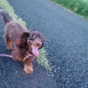 みみロップ☆