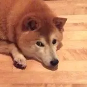 あやめの画像