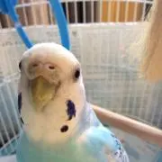 まるぶーの画像
