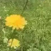 ほたるの画像