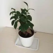 はく プロフィール確認お願いします