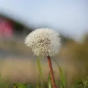 ぬまの画像