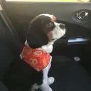 しんの画像