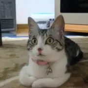 SCの画像