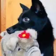 myamakamの画像