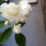 ☆なおなおの画像