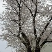 M.