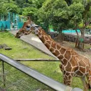 きりん♡の画像