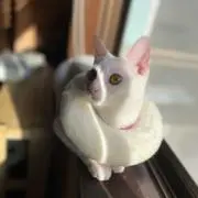 猫村