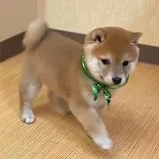 YO