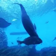 アリサの画像