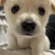 くるり