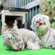 ももちゃん【プロフ必須】