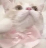 Teaの画像
