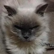 rinrinの画像