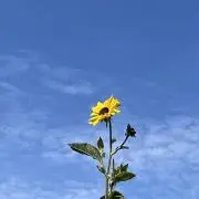 N-blossomの画像