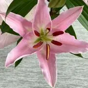 ともち〜
