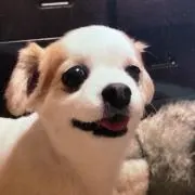 美品】ふわっふわ リアルファー ボレロ ケープ 白 - メルカリ