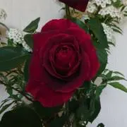 馨