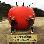 TOMATOの画像