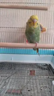 なぎちゃん商店　引っ越しセール中!!の画像
