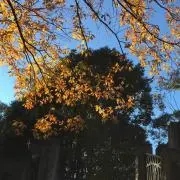 かまぼこの画像