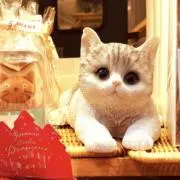ぼたんの画像
