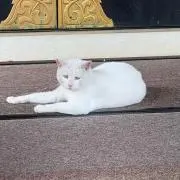 Cat22の画像