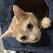 チャコの画像