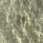 ジンジャーの画像