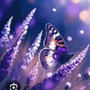 Violetの画像