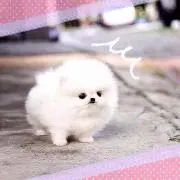 haru