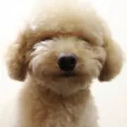 cocoの画像