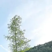 ゆ は もの画像