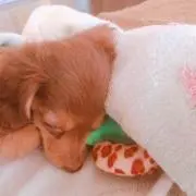rakの画像