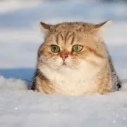 猫さん
