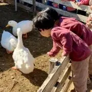 SssYの画像