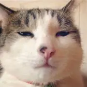 けろけろの画像