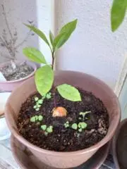 ひめとむ　☆即購入OKの画像