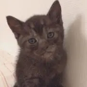 シイタケ