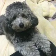 たんたんぶろすの画像