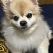 ばらばらの画像