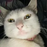 @kittyの画像