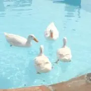 ねぎこの画像