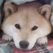 りらぷの画像